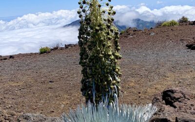 Haleakala in the pandemic